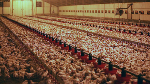 poulets-industrie-doux-35jours-1024×576 Laptop