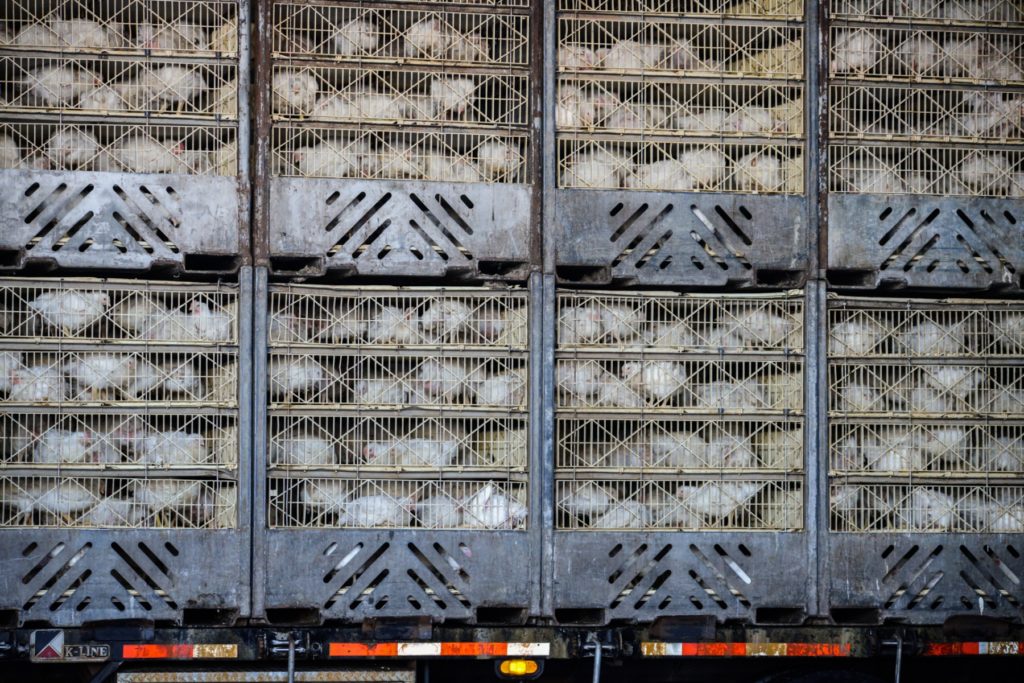 transport de poulets d'élevage au Canada en 2017