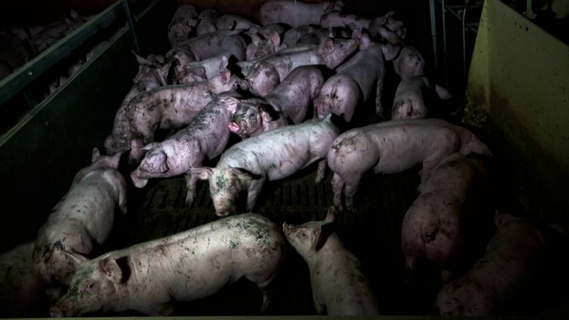 élevage intensif de cochons en France