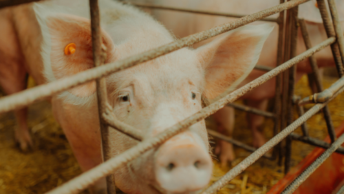 Cochon-min Cochon